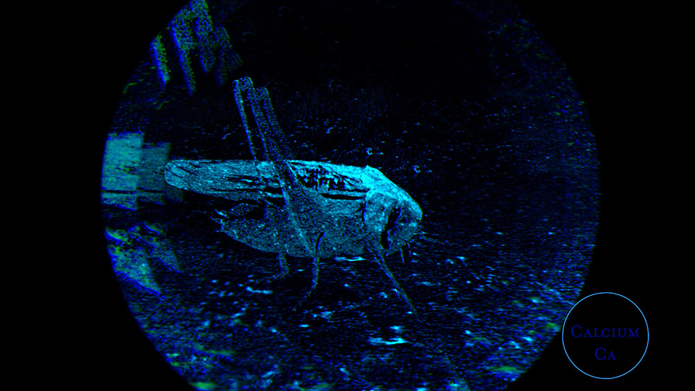 03-Grasshopper-Scan-1000px