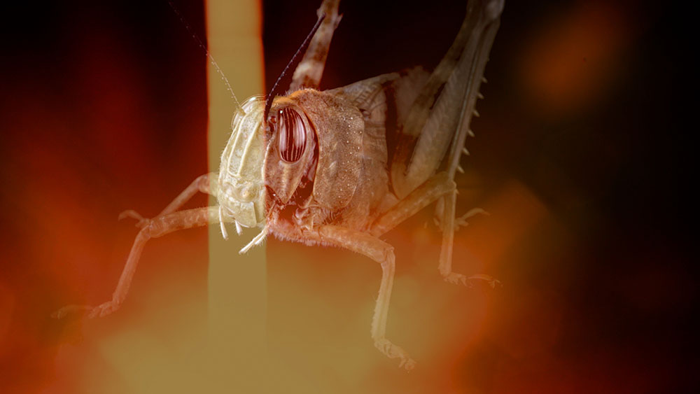 07-Grasshopper-Light-1000px