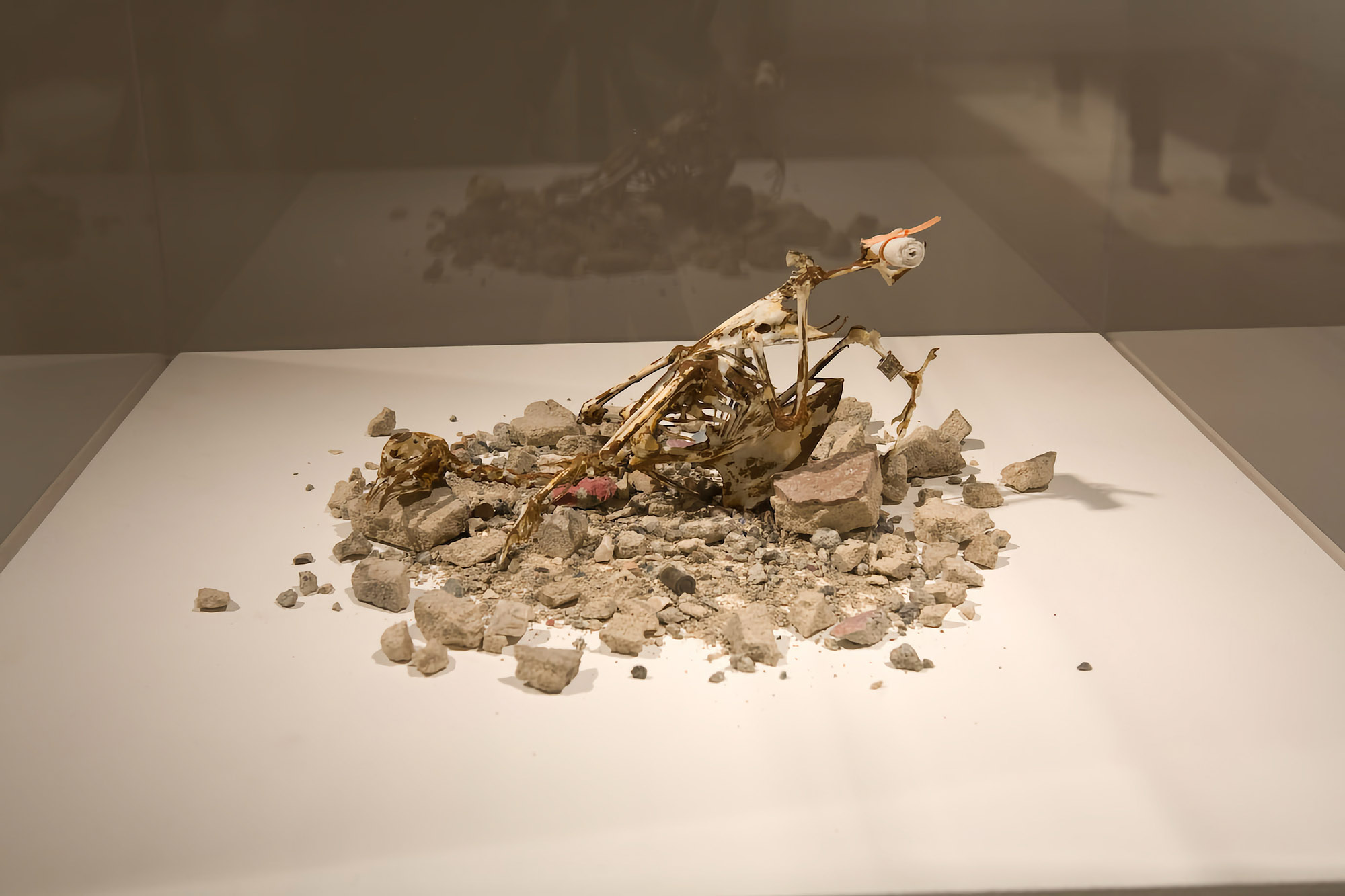3_War-Pigeon-install_Alloy-of-Love_OL